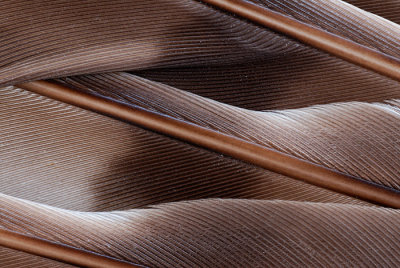 hawk wing.jpg