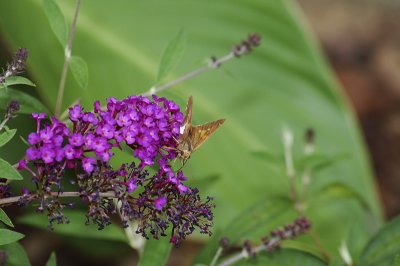 DSC_3184.jpg