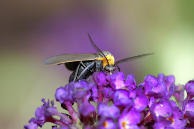DSC_3240.jpg