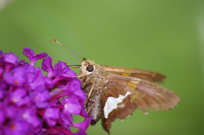 DSC_3207.jpg