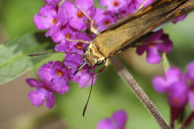 Macro