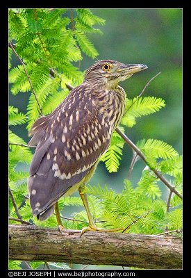 Black-crowned night-heron (Immature)