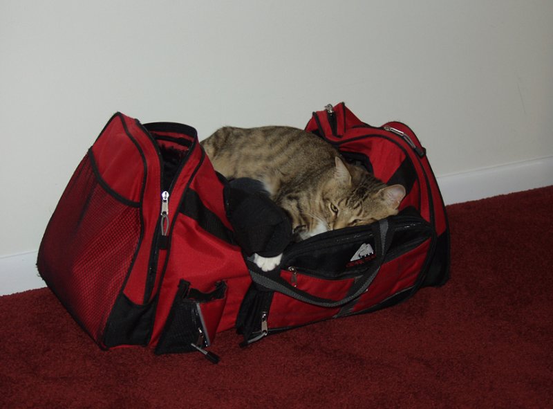 The Kitty Wants To Go On Vacation Too.