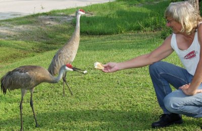 A pair of Sandhill Cranes stop by sometimes...here, they are getting some of my lunch before we go out on the Harley.