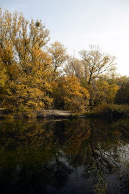 Lobau