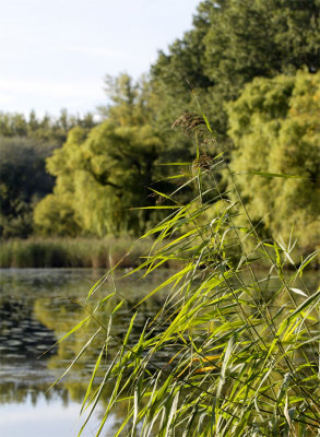 Lobau