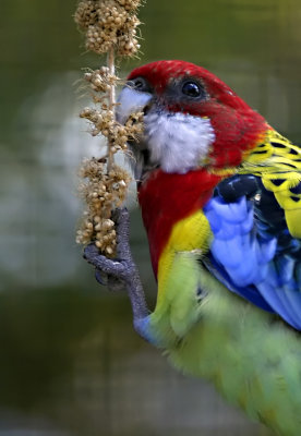 Bunt