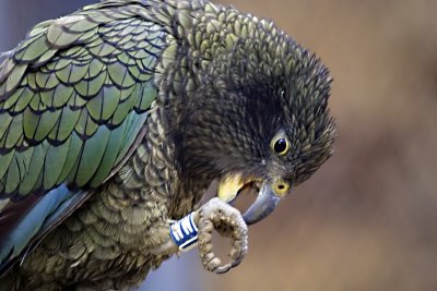Kea