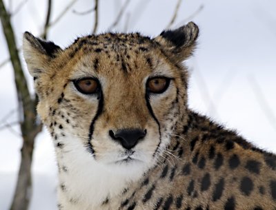 Gepard