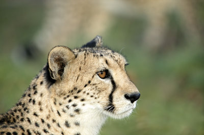 Gepard