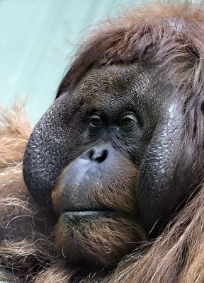 Orang Utan