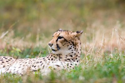 Gepard