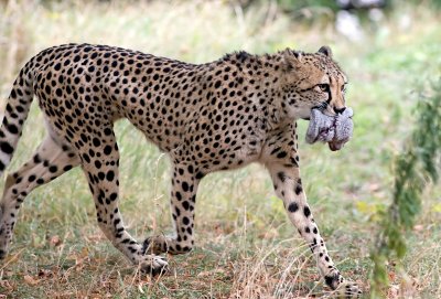 Gepard