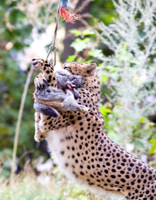 Gepard meins