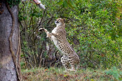 Gepard Beute