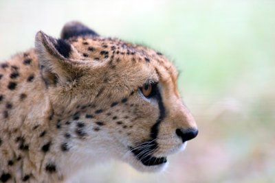 Gepard