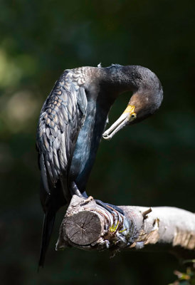 Kormoran