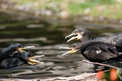 Kormoran