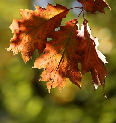 Herbst 2007