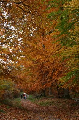 Superbe forêt de Fontainebleau_1000r.jpg
