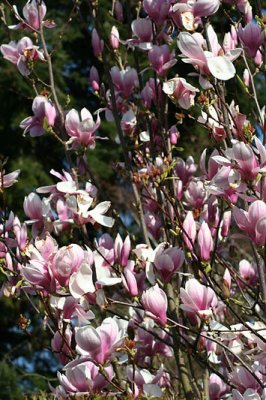 Magnolias_1398r.jpg