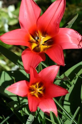 Tulipes_1458r.jpg