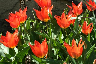 Tulipes_1460r.jpg