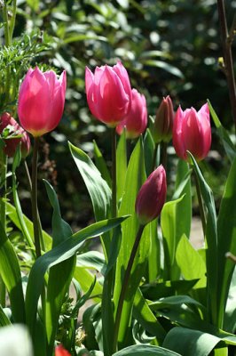 Tulipes_1466r.jpg