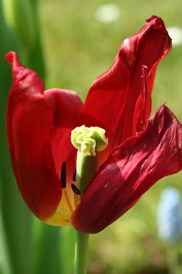 Tulipe_1597r.jpg