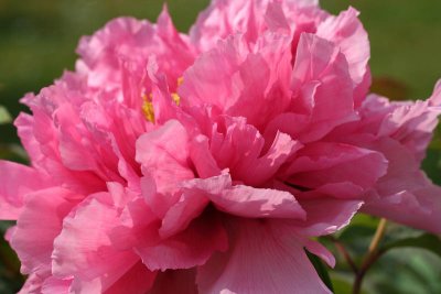 Pivoine_1604r.jpg