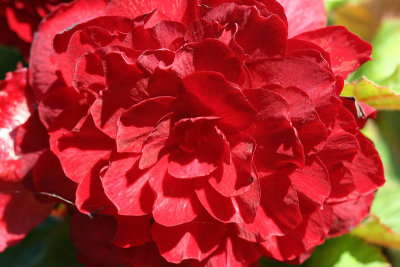 Begonia_2756r.jpg