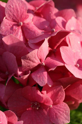 Hortensia_2738r.jpg