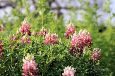 maroon_bluebonnets