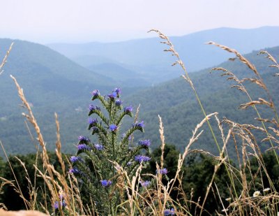 AIMG_1579.jpg