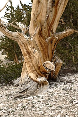 Bristle cone