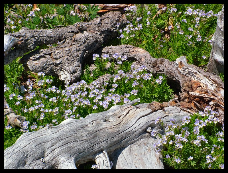 DSCF9740b.JPG