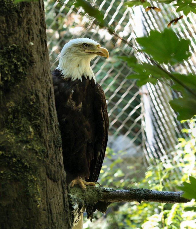 American Bald Eagle