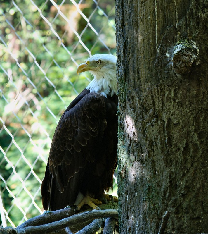 American Bald Eagle
