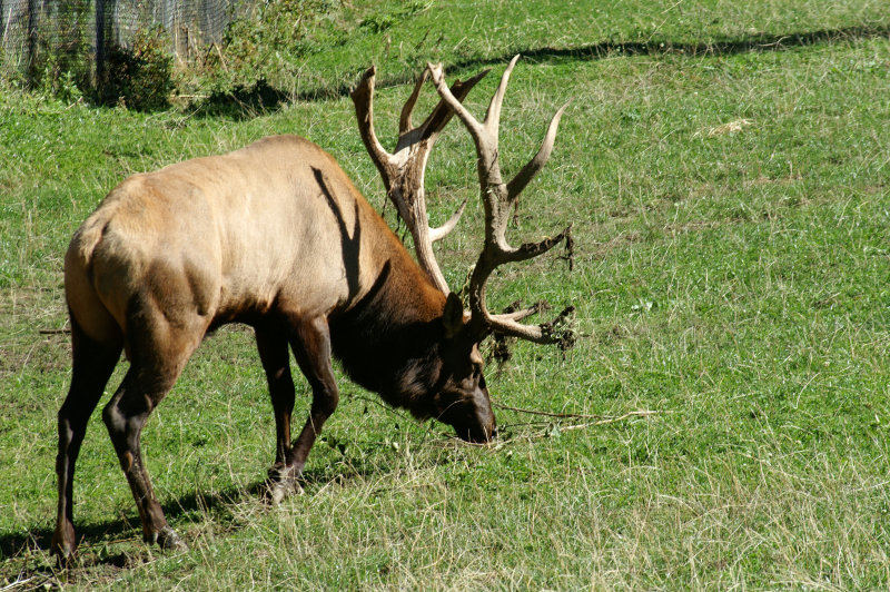 Elk