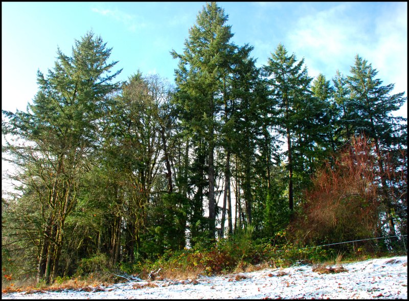 DSC_0037.JPG