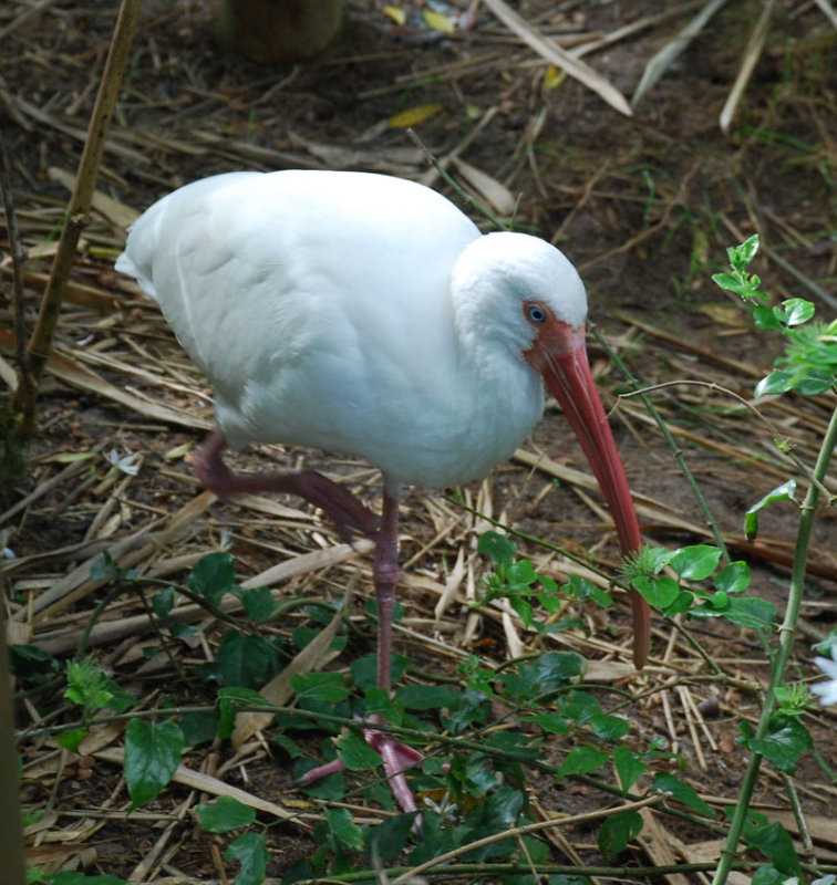 Ibis