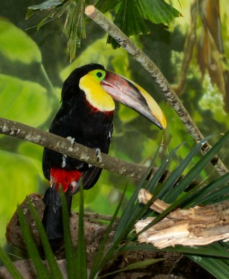 Toucan