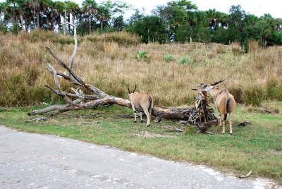 DSC_0018.jpg