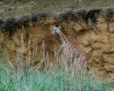 Giraffe - two months old
