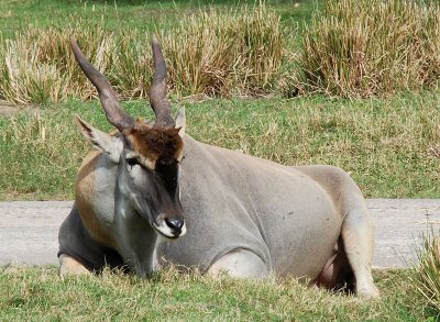 DSC_0106b.jpg