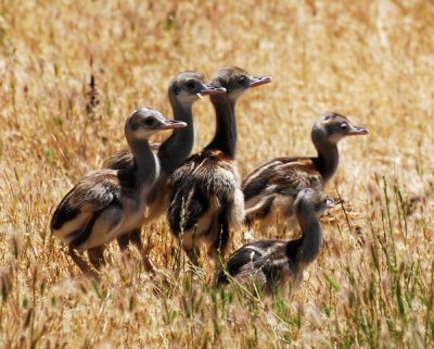 Emu chicks