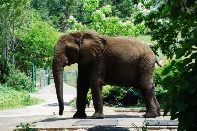 Elephant