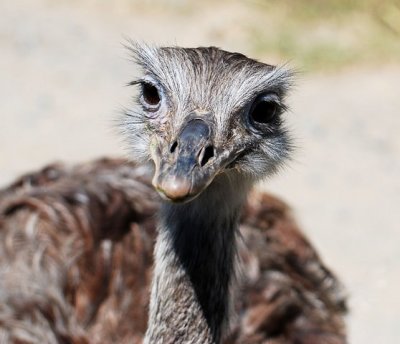 DSC_0213.JPG