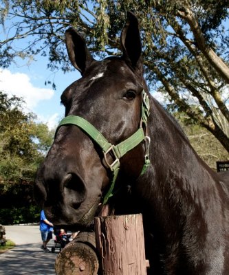 Horse at Fort Wilderness stables