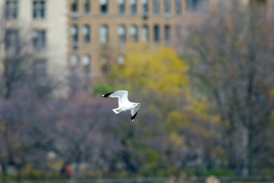 City Bird, over the Central Park Reservoir facing Fifth Ave.
